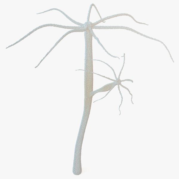 modelo 3d Pólipo del género Hydra - TurboSquid 2163737