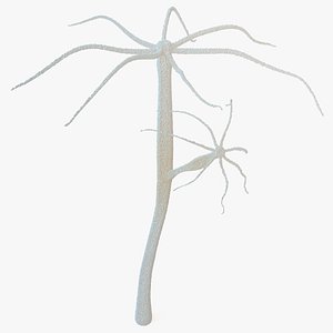 Hydra Genus Polyp