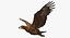 Golden Eagle