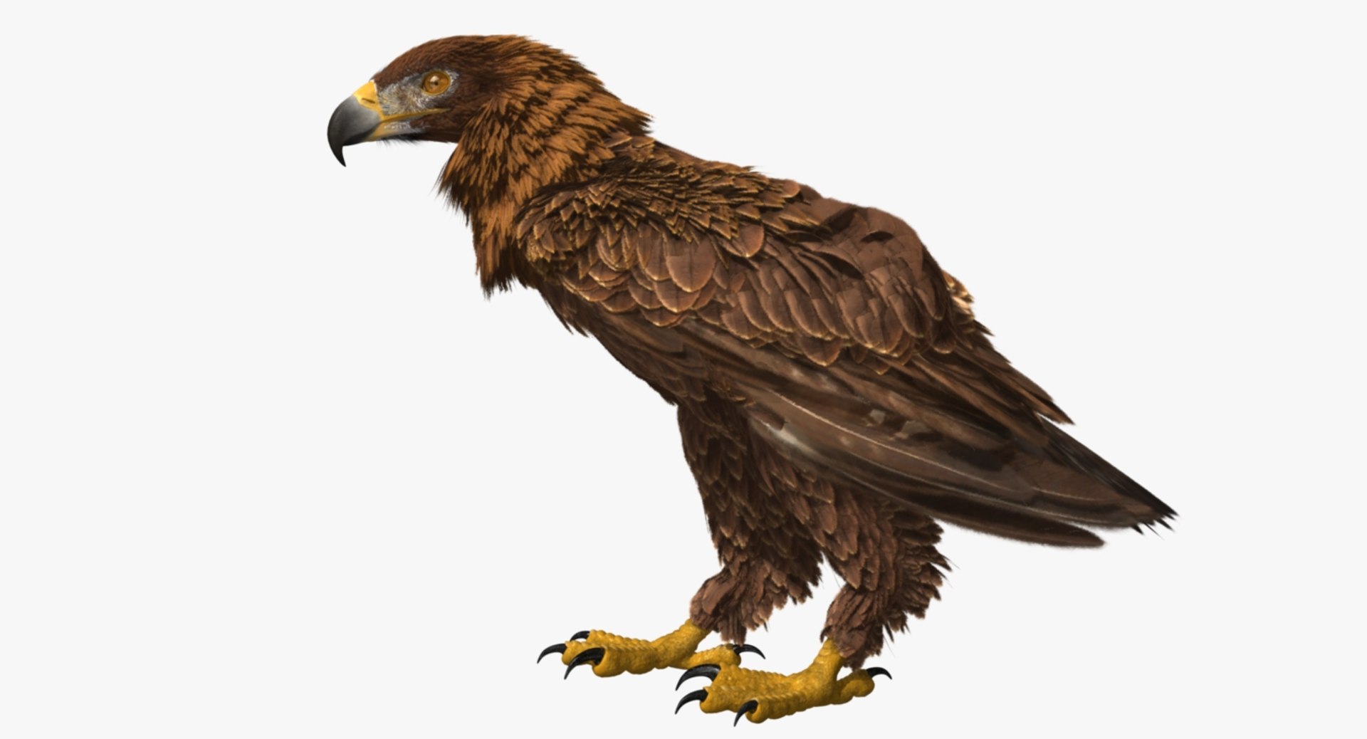 3d model golden eagle https://p.turbosquid.com/ts-thumb/q0/YFWBl8/jRUkfuYS/rp01/jpg/1483415442/1920x1080/fit_q87/4c4d657e0456199903edb095c4de5407a5cf0328/rp01.jpg