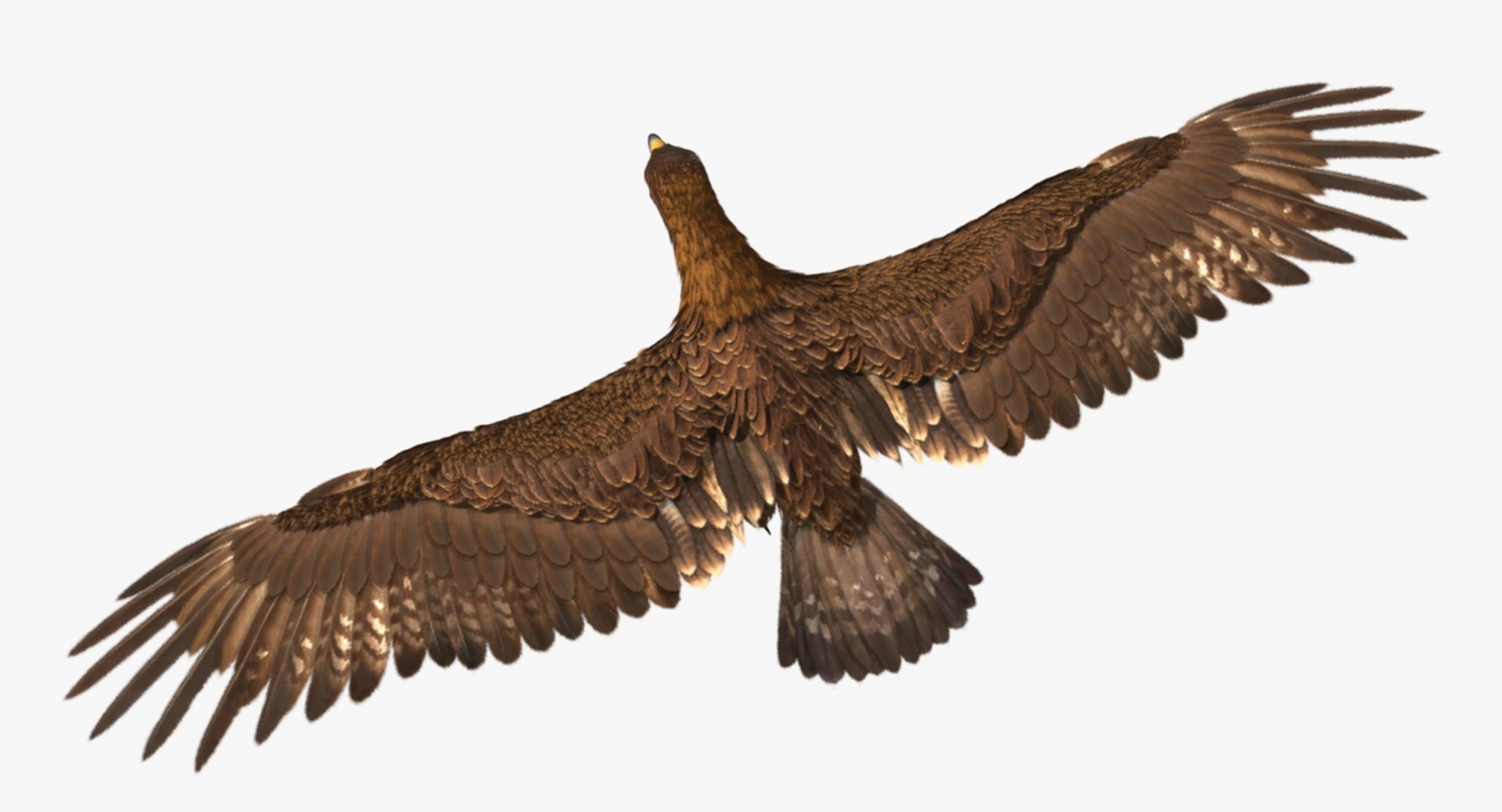 3d model golden eagle https://p.turbosquid.com/ts-thumb/q0/YFWBl8/mgCJNTxh/rr01/jpg/1483415458/1920x1080/fit_q87/f7134037a4b1a06d19bc47cd42909c68edc9788a/rr01.jpg