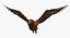 Golden Eagle