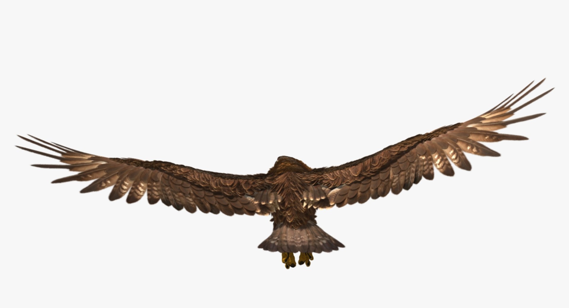 3d model golden eagle https://p.turbosquid.com/ts-thumb/q0/YFWBl8/rkH0w1py/rp04/jpg/1483415442/1920x1080/fit_q87/81485a836f14961b143a00d87c5f1ce1d302e935/rp04.jpg