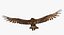 Golden Eagle