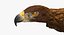 Golden Eagle