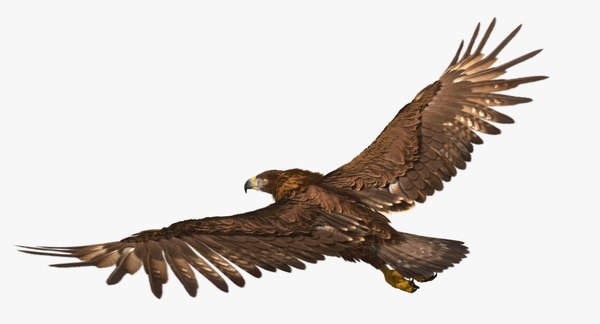 3d model golden eagle