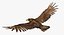 Golden Eagle