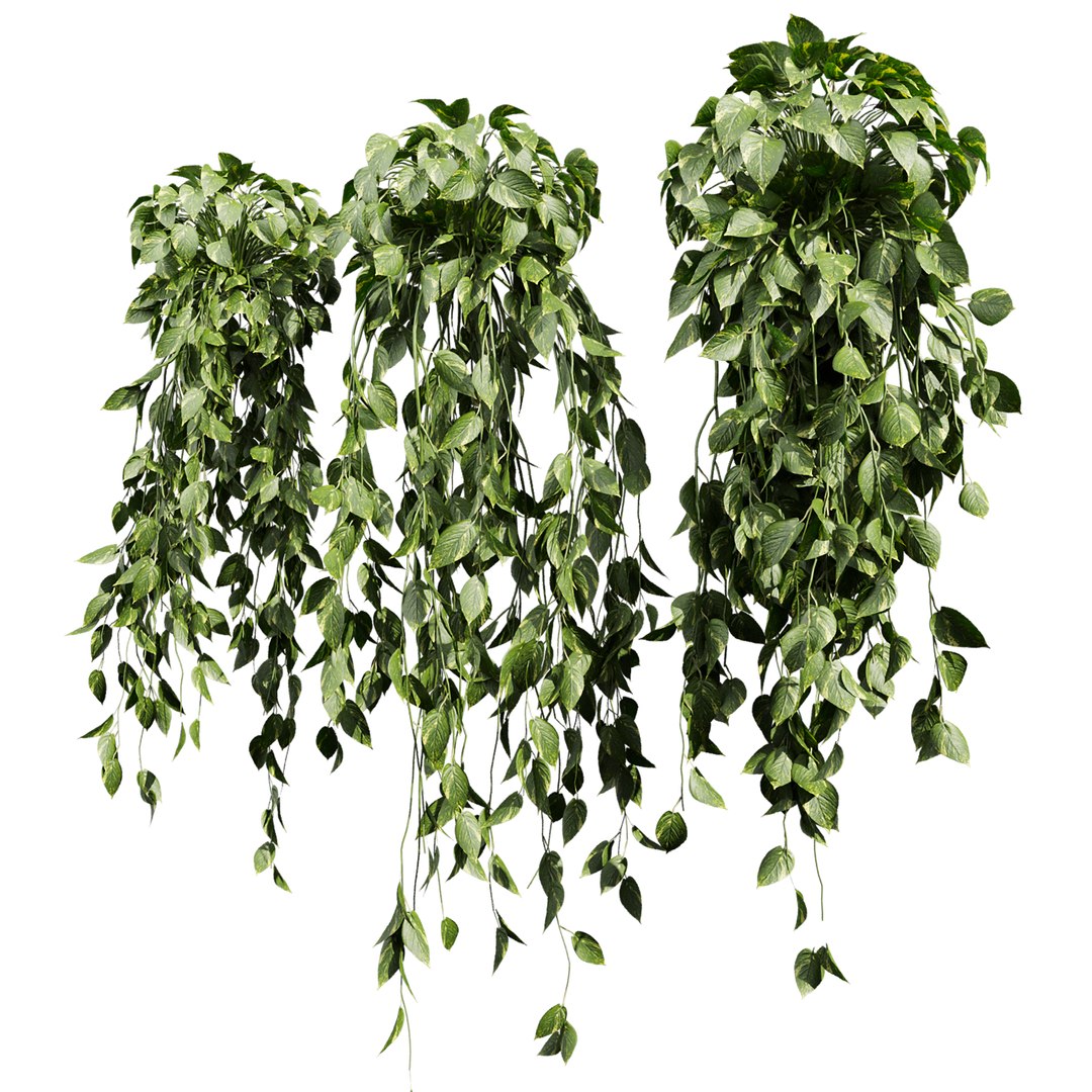 3D plant vol 827 - Hanging - Pothos - Araceae - Ampelous - devils ivy model https://p.turbosquid.com/ts-thumb/q0/bTGEgS/Jt/3/jpg/1769357698/1920x1080/fit_q87/23b4df03a24cf563e394cdab0a8e395d4afc1903/3.jpg