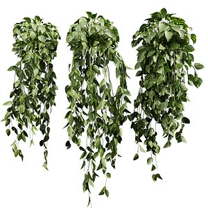 3D plant vol 827 - Hanging - Pothos - Araceae - Ampelous - devils ivy model