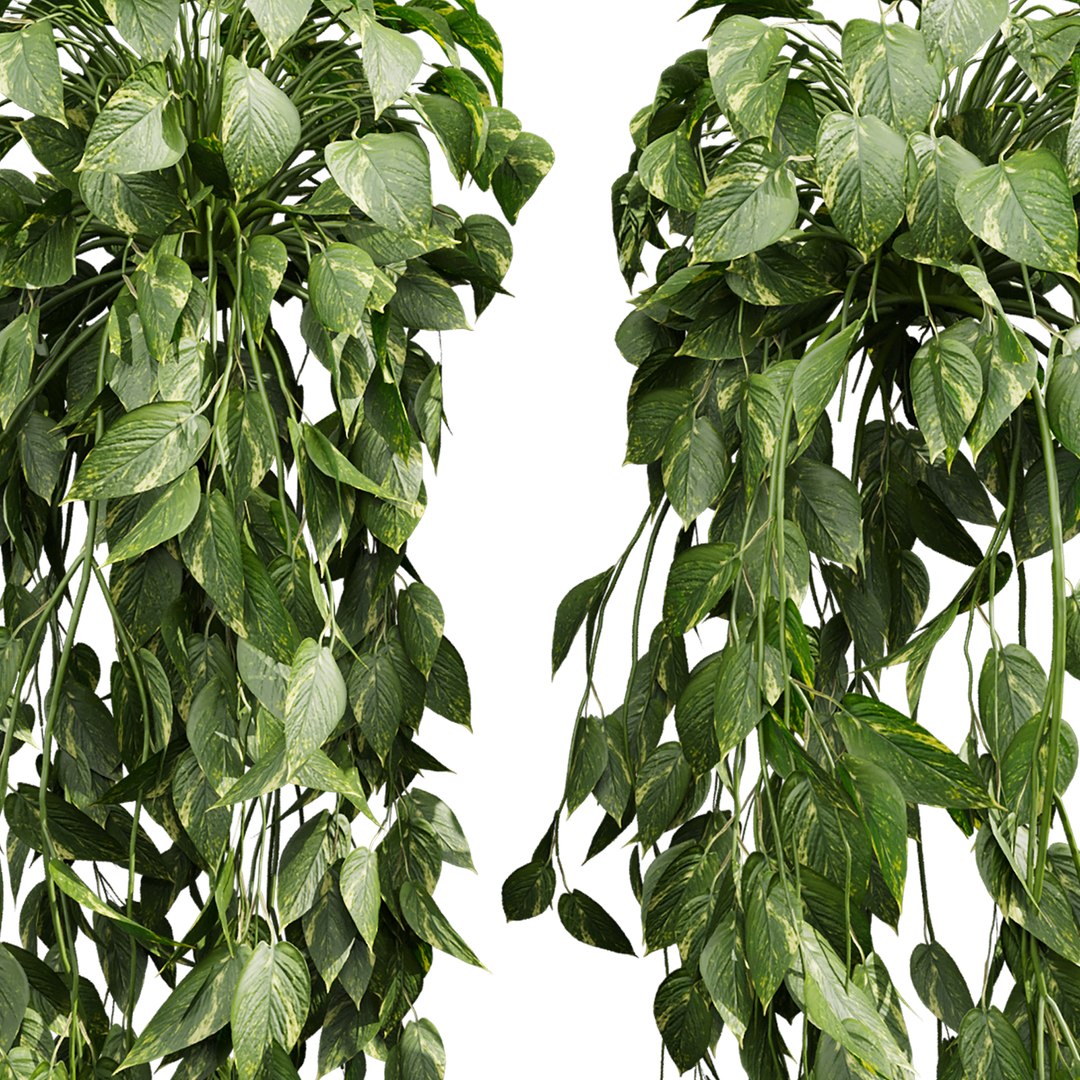 3D plant vol 827 - Hanging - Pothos - Araceae - Ampelous - devils ivy model https://p.turbosquid.com/ts-thumb/q0/bTGEgS/je/4/jpg/1769357698/1920x1080/fit_q87/0a60f2305932f3fe48648ad941f494849162c179/4.jpg