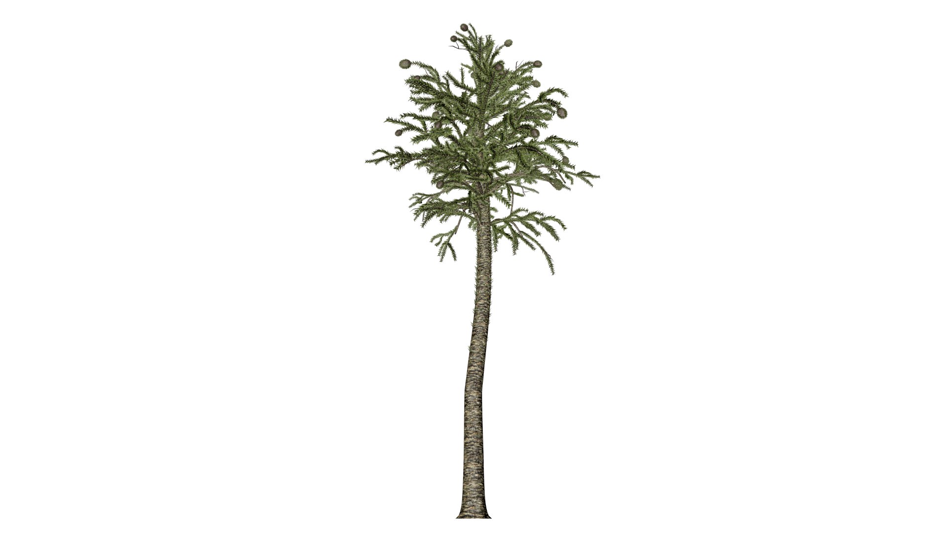 3D Monkey Puzzle Tree - 08 - - TurboSquid 2373690