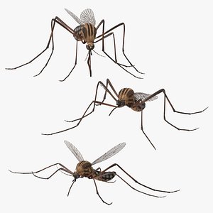 3d mosquito 3 poses