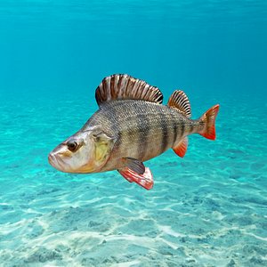 Perch Fish Animated Model