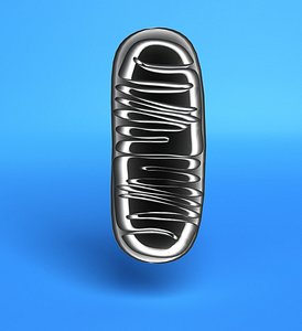Mitochondrium