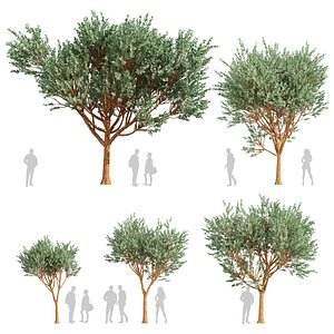 Collection plant vol 606 - Eucalyptus - Cinerea - Tree 3D model