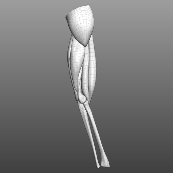 3D model upper arm muscle group - TurboSquid 1519894