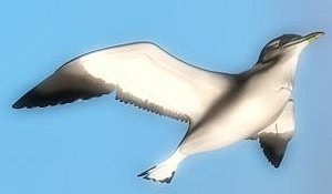 3ds max seagull flying
