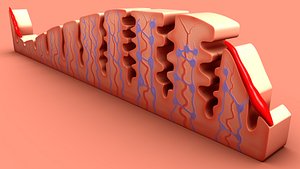 Menstrual cycle Stages
