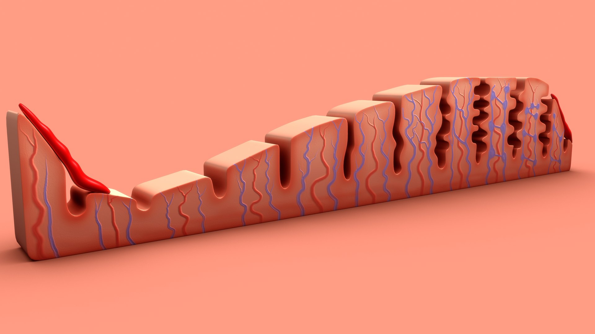 3D Menstrual cycle Stages https://p.turbosquid.com/ts-thumb/q0/zbawDN/J3/menstrual_cycle_0001/jpg/1700658599/1920x1080/fit_q87/f0759782c43ddb7c38686716f0e31207edd2f223/menstrual_cycle_0001.jpg