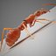 red ant lwo