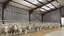 Collection de ferme ovine