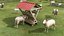 Collection de ferme ovine