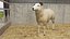 Collection de ferme ovine