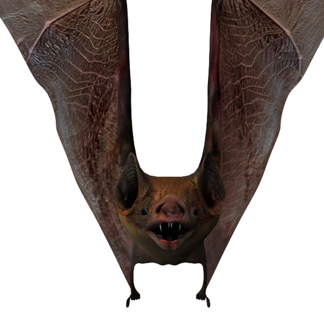 3d Vampire Bat Model