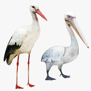 Stork and Pelican Collection 3D