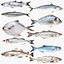 Fish 10 in 1 -Saltwater Fish 3D model