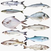 Fish 10 in 1 -Saltwater Fish