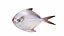 Fish 10 in 1 -Saltwater Fish 3D model