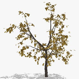 3D quince autumn hight