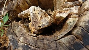 Log Texture 0007