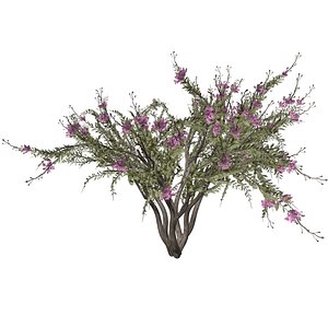 Crape Myrtle Tree - 07 -