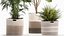 Ornamental plants in fabric baskets for decoration 1092