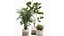 Ornamental plants in fabric baskets for decoration 1092