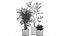 Ornamental plants in fabric baskets for decoration 1092
