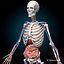 human anatomy max