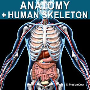 Skeleton and Anatomy