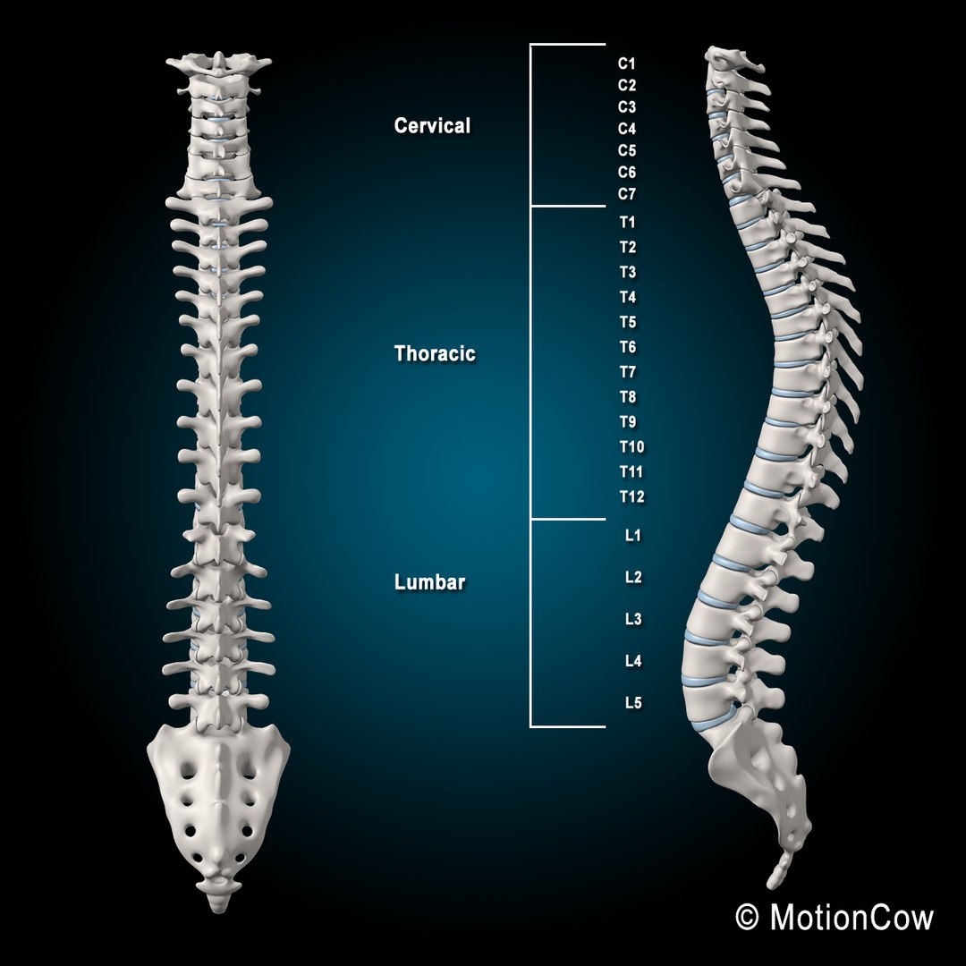 Human Anatomy Max