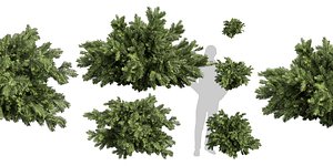 3D Collection plant vol 558 - blender - Abies - Balsamea - bush - outdoor model