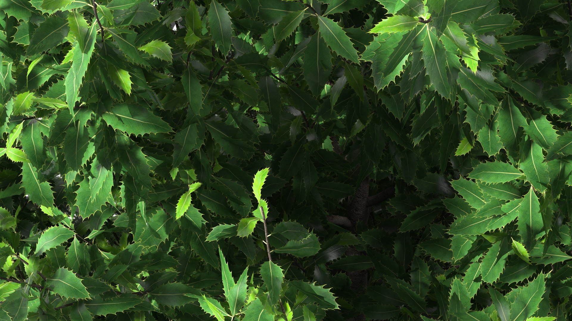 Holly Tree 3D model https://p.turbosquid.com/ts-thumb/q2/Fl6mbo/7P/hollytree3dsmodel015/jpg/1647638963/1920x1080/fit_q87/807f9a59d7791370e6bf4c2efc482364d0d6e83e/hollytree3dsmodel015.jpg