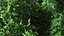 Holly Tree
