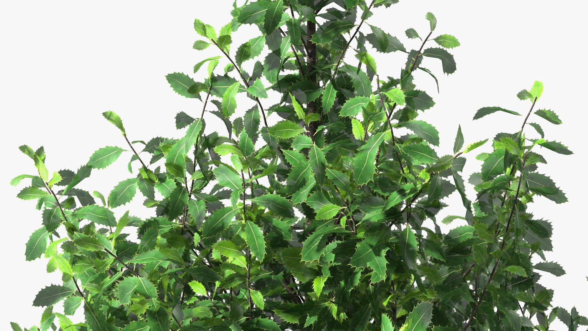 Holly Tree 3D model https://p.turbosquid.com/ts-thumb/q2/Fl6mbo/Be/hollytree3dsmodel009/jpg/1647638943/1920x1080/fit_q87/972237bff58e84055f9b740cedc793ab9095ed1d/hollytree3dsmodel009.jpg