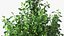 Holly Tree