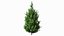 Holly Tree