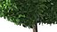 Holly Tree