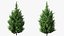 Holly Tree