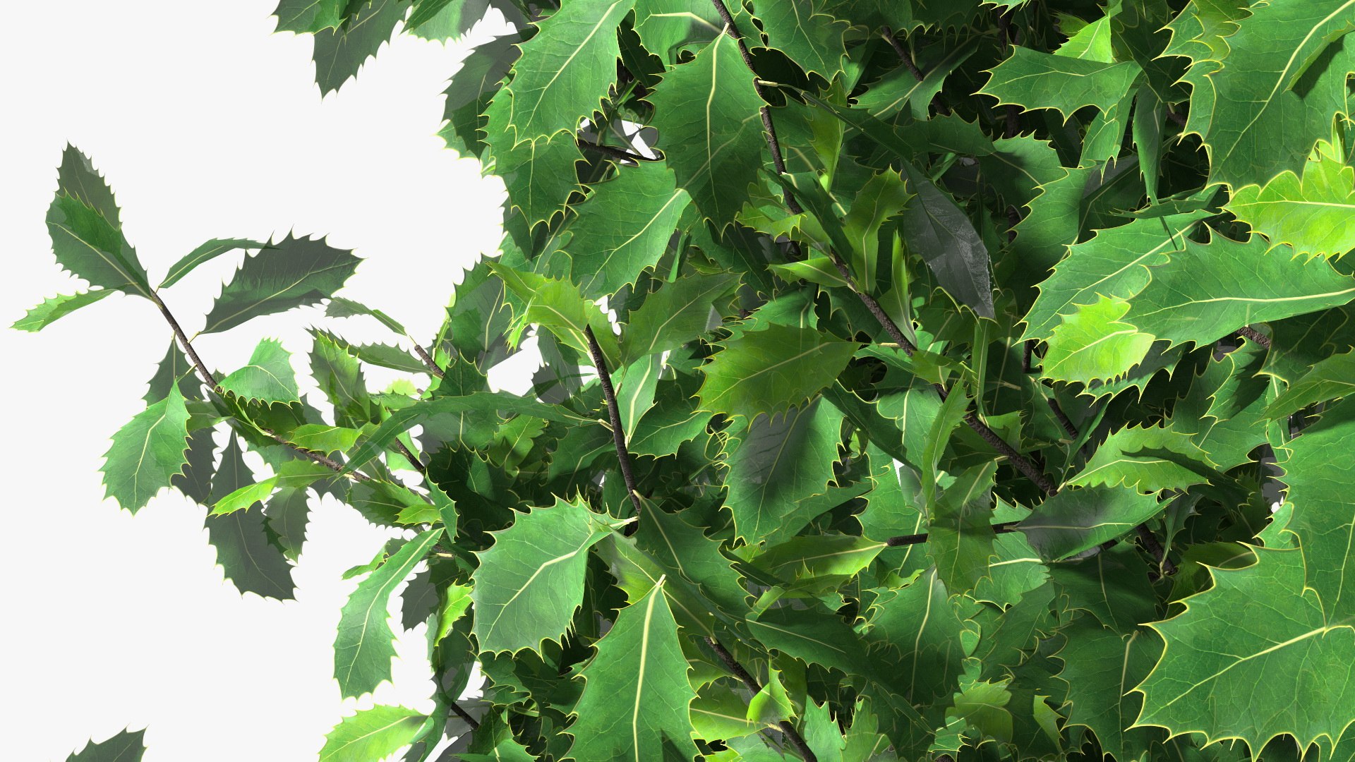 Holly Tree 3D model https://p.turbosquid.com/ts-thumb/q2/Fl6mbo/I5/hollytree3dsmodel014/jpg/1647638960/1920x1080/fit_q87/dc8879f56f58ff0550bc3446cabd3d1b64dd47cf/hollytree3dsmodel014.jpg